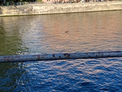 Phalacrocorax carbo