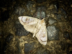 Pycnarmon pantherata