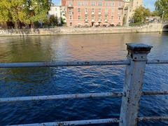 Phalacrocorax carbo