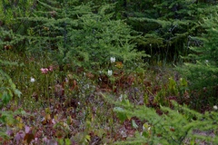 Platanthera blephariglottis