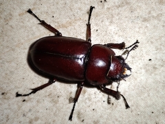 Prosopocoilus astacoides