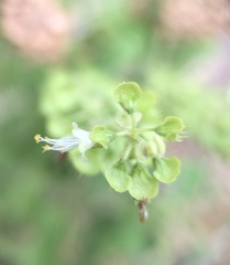 Ocimum