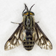 Chrysopsinae