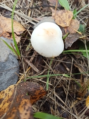Lepiota oreadiformis