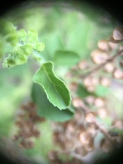 Ocimum