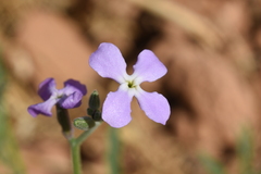 Matthiola