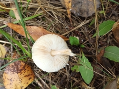 Lepiota oreadiformis