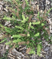 Ocimum