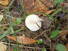 Lepiota oreadiformis