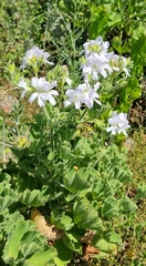 Pelargonium cucullatum