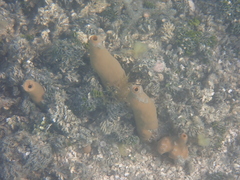 Porifera