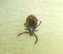 Ixodes