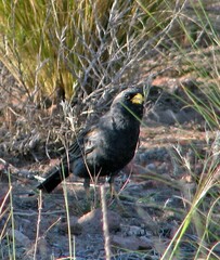 Rhopospina carbonaria