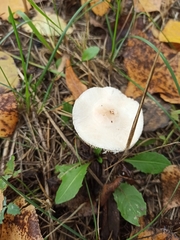 Lepiota oreadiformis