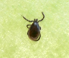 Ixodes