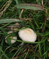 Chlorophyllum hortense