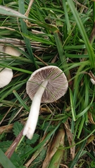 Chlorophyllum hortense