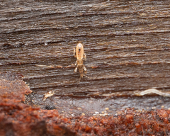 Gamostolus subantarcticus