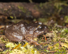Eupsophus emiliopugini