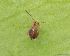 Dicyrtomidae