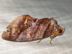 Eudocima