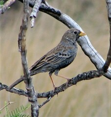 Rhopospina carbonaria