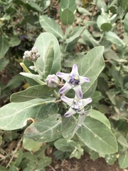Calotropis gigantea
