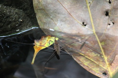 Limnometra