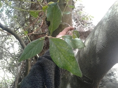 Varronia cylindrostachya