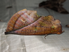 Eudocima aurantia