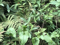 Tetrastigma formosanum