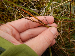 Carex aquatilis stans