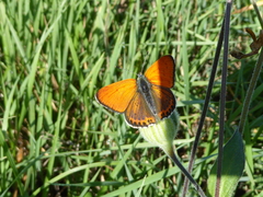 Lycaena thersamon