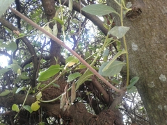 Varronia cylindrostachya