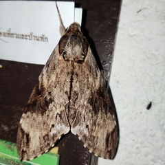 Psilogramma discistriga