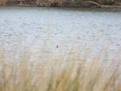 Nannopterum brasilianum