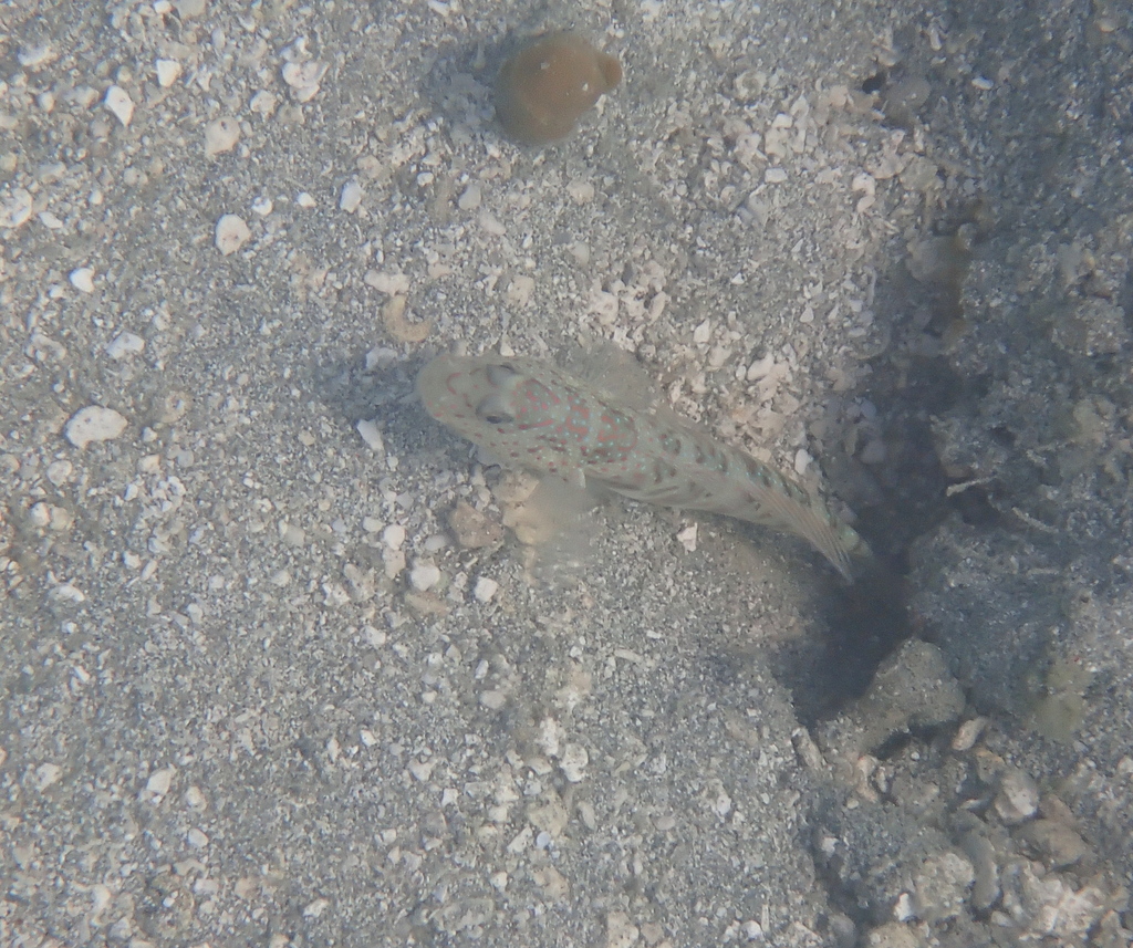 Leptocephalus Prawn-goby