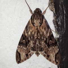 Psilogramma discistriga