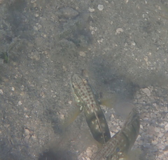 Amblygobius phalaena