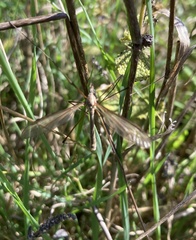 Tipula
