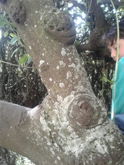 Varronia cylindrostachya