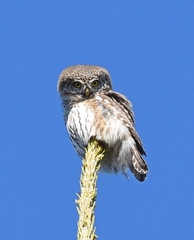 Glaucidium passerinum