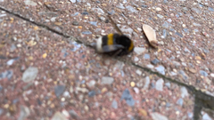 Bombus lucorum