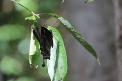 Papilio ulysses
