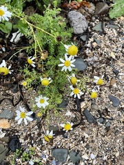 Tripleurospermum maritimum