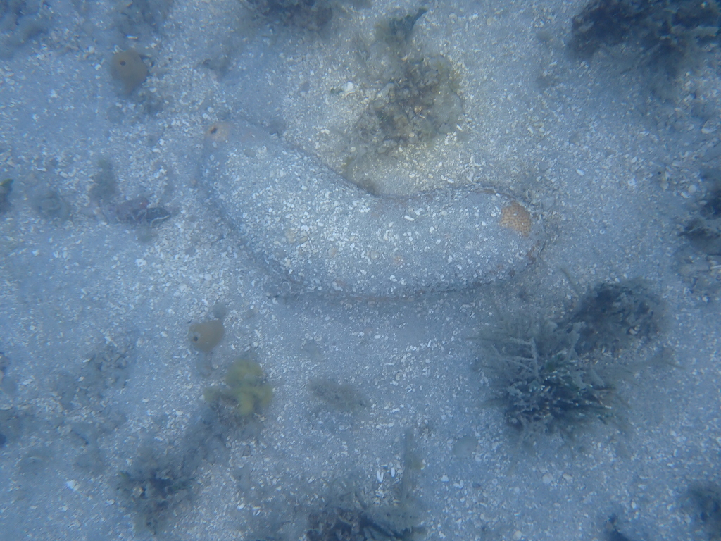 Brown Sandfish