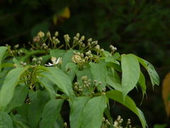 Grewia serrulata