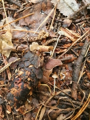 Strobilurus conigenus