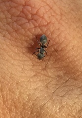 Cephalotes