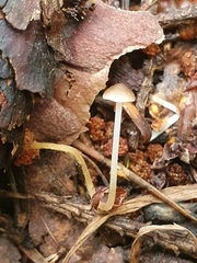 Strobilurus conigenus